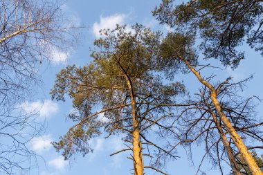Gün batımında güzel kozalaklı orman