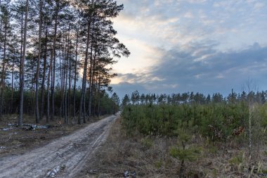 Çamlar arasında kozalaklı bir ormanda toprak yol