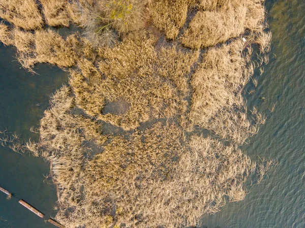 空中ドローンビュー 秋の終わりにキエフの川に小さな島の草の海岸 乾燥した草が海岸を包み 島の珍しい木 — ストック写真