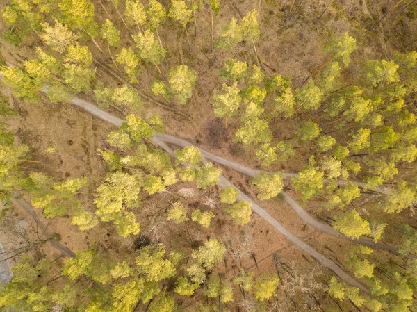 Lkbaharda Güzel Bir Orman Hava Aracı Görünümü — Stok fotoğraf