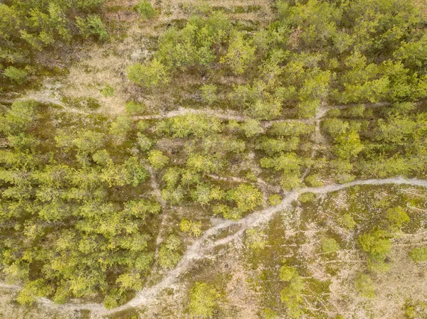 春には美しい森 空中ドローンビュー — ストック写真
