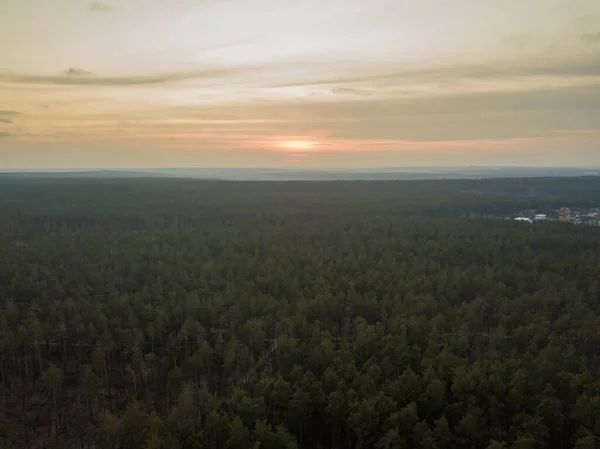 Jehličnatý Les Jaře Při Západu Slunce Zobrazení Leteckých Dronů — Stock fotografie