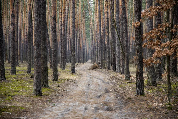 Sendero Forestal Pinares Cerca Kyiv — Foto de Stock