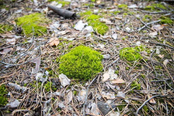 Gedetailleerde Weergave Van Een Mos Struik Een Park — Stockfoto