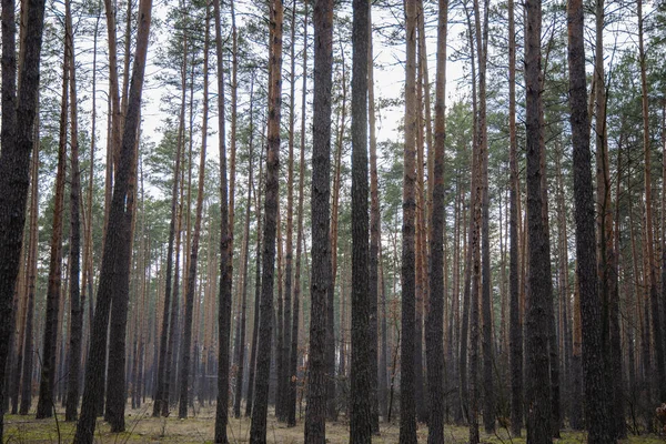Hermoso Bosque Pinos Cerca Kyiv — Foto de Stock