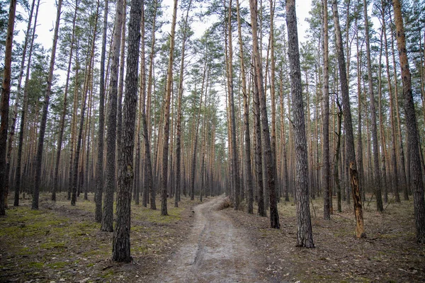 Hermoso Bosque Pinos Cerca Kyiv — Foto de Stock