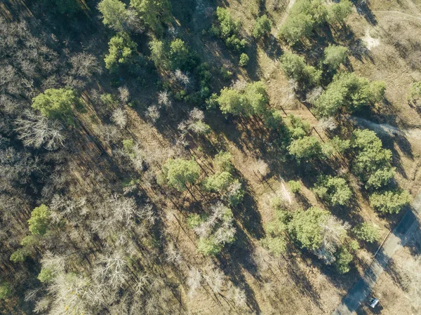 Vista Aérea Drones Parque Outono Uma Manhã Clara — Fotografia de Stock