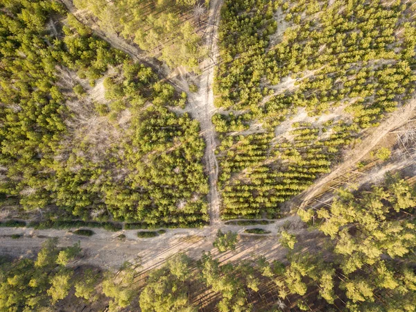 Bela Floresta Vista Aérea Drones — Fotografia de Stock