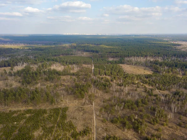 Beautiful forest. Aerial drone view.