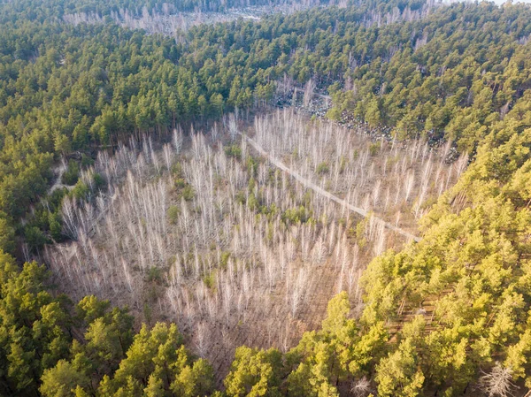 Vacker Skog Flygdrönare — Stockfoto