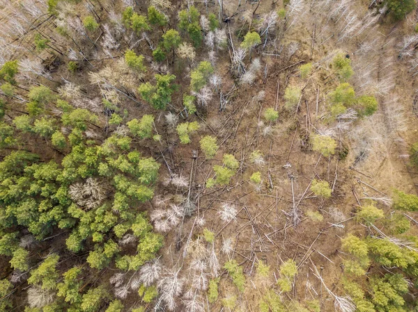 Bela Floresta Vista Aérea Drones — Fotografia de Stock