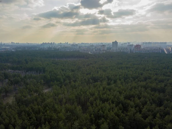 Tűlevelű Erdők Város Szélén Tavasz Napján Légi Drónra Néző — Stock Fotó