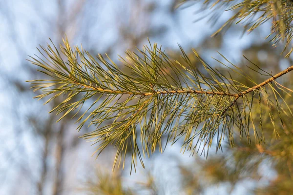 Vue Rapprochée Pin — Photo