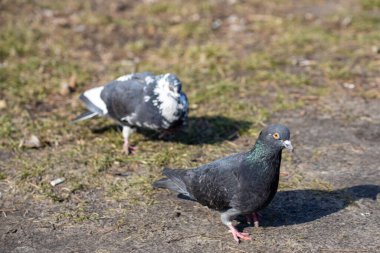 Parktaki güvercin yerde duruyor.