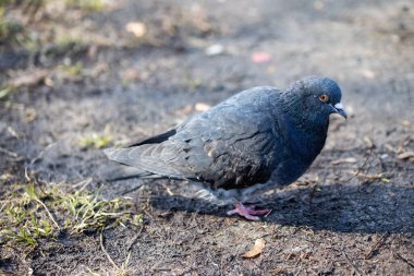 Şehir parkında güvercin, manzarayı kapat.