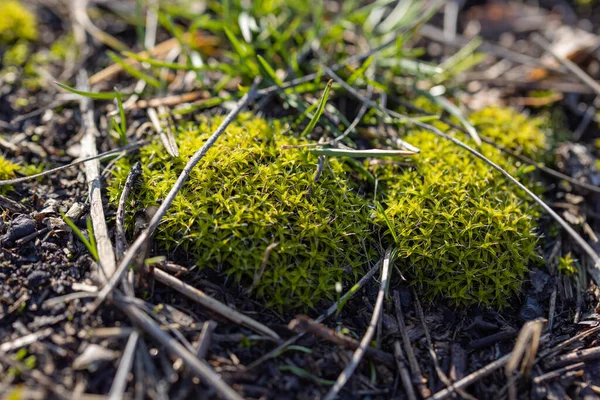 Gedetailleerde Weergave Van Een Mos Struik Een Park — Stockfoto