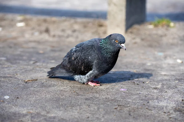 Dove City Park Close View — Stock Photo, Image