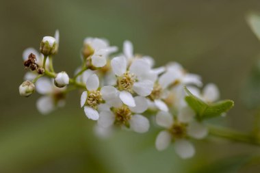 Vahşi bir elma ağacının beyaz çiçekleri.
