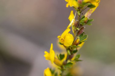 Baharın başlarında sarı ağaç çiçekleri.