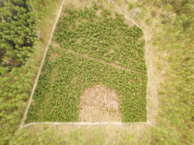 İlkbaharın başlarında kozalaklı ormandaki çam ağaçları. A