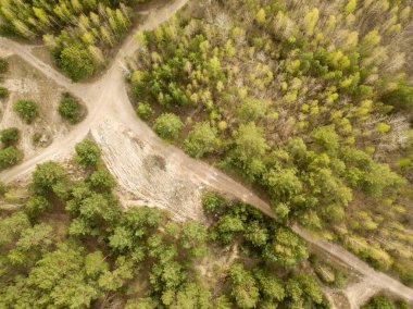 Baharın başında kozalaklı ormanda kirli bir patika. Hava akımı