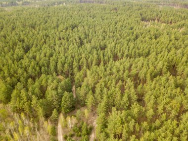 İlkbaharın başlarında kozalaklı ormanda çam ağaçları. Hava dronu
