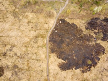 İlkbaharın başında bir yangından sonra kozalaklı ormanda yanmış. A