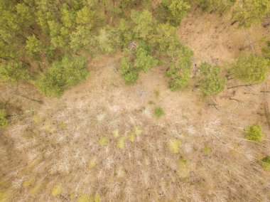 Baharın başında karışık bir orman. Hava aracı görünümü.