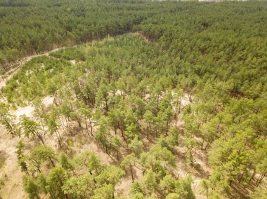 İlkbaharın başlarında kozalaklı ormanda çam ağaçları. Hava dronu
