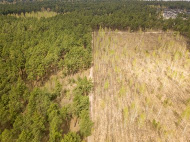 İlkbaharın başlarında kozalaklı ormanda çam ağaçları. Hava dronu
