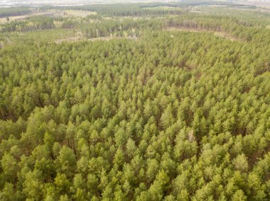 İlkbaharın başlarında kozalaklı ormanda çam ağaçları. Hava dronu