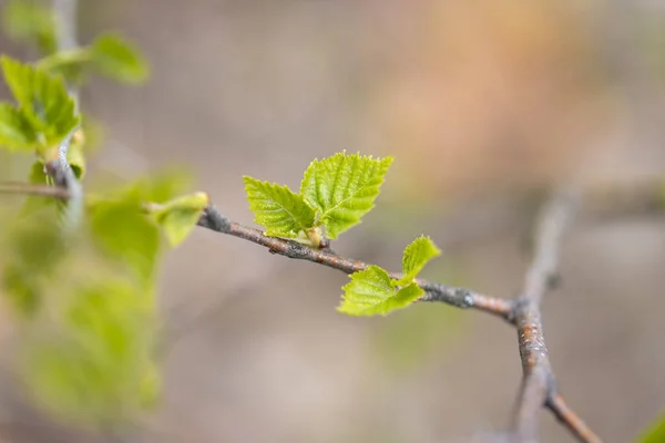 Las Hojas Jóvenes Verdes Del Árbol Principios Primavera —  Fotos de Stock