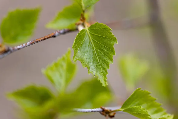 Las Hojas Jóvenes Verdes Del Árbol Principios Primavera —  Fotos de Stock