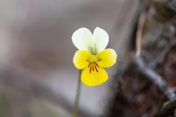 Wild pansy flower, detailed view.