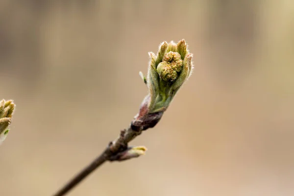 Árbol Con Flores Bosque Principios Primavera — Foto de Stock