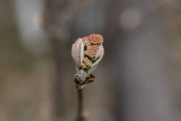 Bloeiende Boom Het Bos Het Vroege Voorjaar — Stockfoto