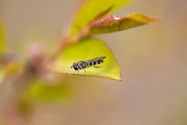 木の緑の葉の上に野生のスズメバチ — ストック写真