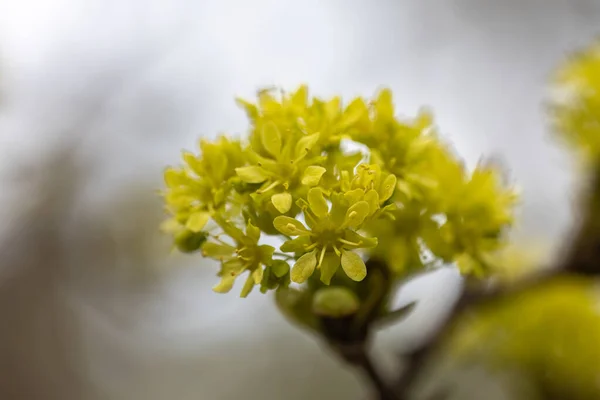 Gelber Baum Blüht Zeitigen Frühling — Stockfoto