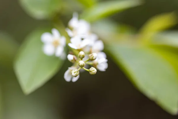 Weiße Blüten Eines Wilden Apfelbaums — Stockfoto