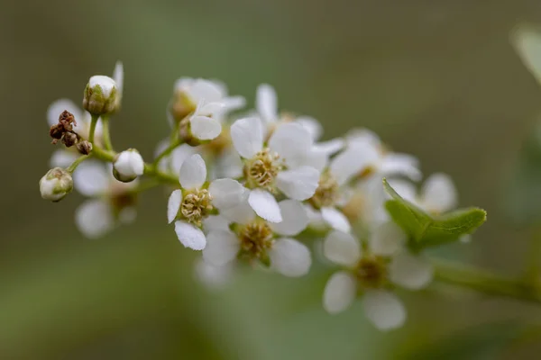 Egy Vadalmafa Fehér Virágai — Stock Fotó