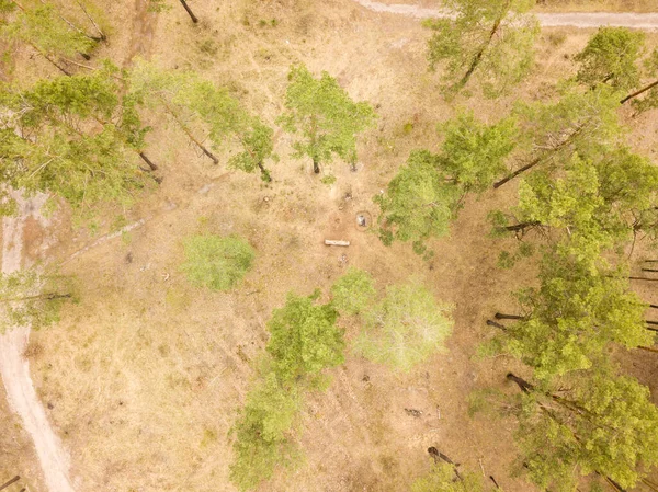 Sosny Lesie Iglastym Wczesną Wiosną Dron Powietrzny — Zdjęcie stockowe