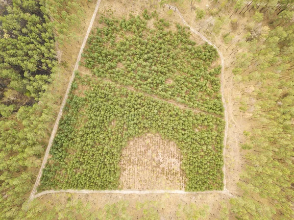 Glade Unga Tallar Barrskogen Tidigt Våren — Stockfoto