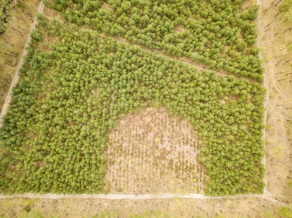 Glade Unga Tallar Barrskogen Tidigt Våren — Stockfoto