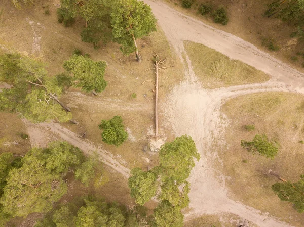 Pinheiro Caído Perto Uma Estrada Terra Floresta Drone Aéreo — Fotografia de Stock