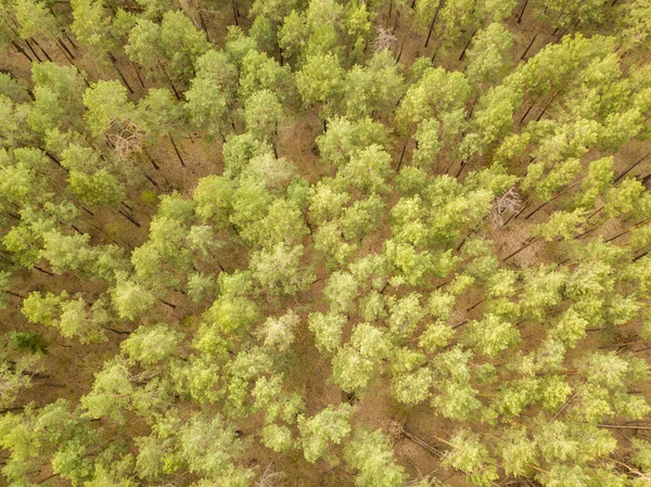 Borovice Jehličnatém Lese Jaře Letecký Dron — Stock fotografie