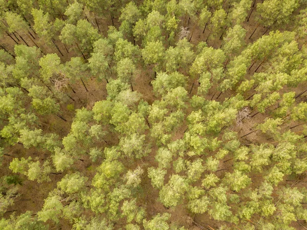 Sosny Lesie Iglastym Wczesną Wiosną Dron Powietrzny — Zdjęcie stockowe