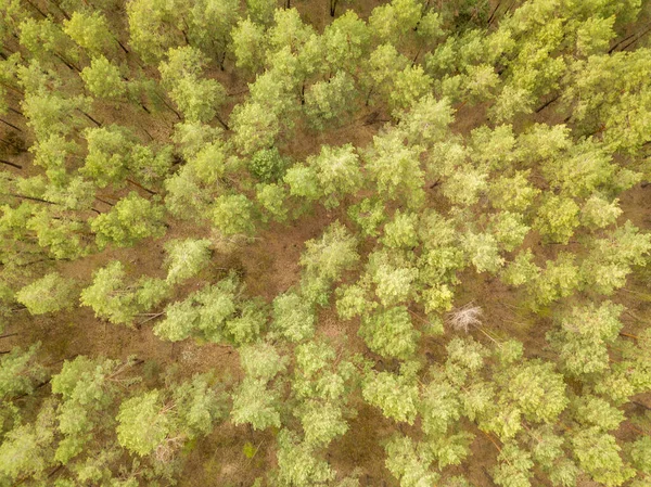 Pinos Bosque Coníferas Principios Primavera Dron Aéreo —  Fotos de Stock
