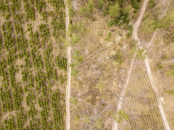 Caminho Terra Entre Uma Jovem Floresta Coníferas Vista Aérea Drones — Fotografia de Stock