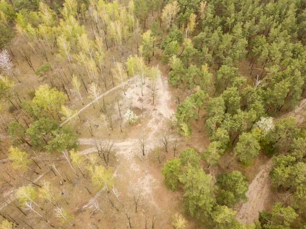 Grusgång Barrskogen Tidigt Våren Flygplanstrumma — Stockfoto