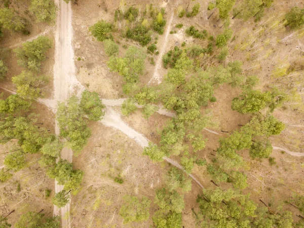 Ένα Χωματόδρομο Στο Κωνοφόρο Δάσος Στις Αρχές Της Άνοιξης Εναέρια — Φωτογραφία Αρχείου